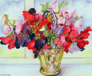 Lathyrus in een Vaas